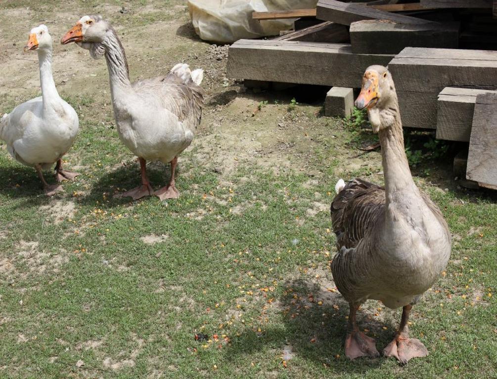 Rural Tourism Family Ravlic Guest House Muzilovcica Ngoại thất bức ảnh